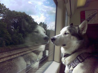 Собака в поезде