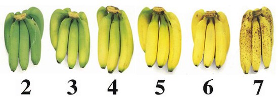 Градация спелости бананов