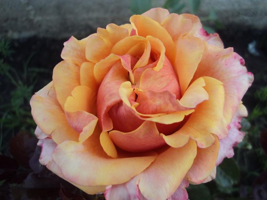 Любимая роза – из питомника г. Минвод.