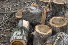 В лесополосе Анроповского района задержали мужчину, нарубившего дров на 200 тысяч рублей