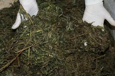 Почти килограмм марихуаны изъяли полицейские у жителя Советского района