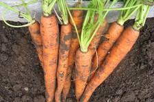 Как правильно выращивать морковь