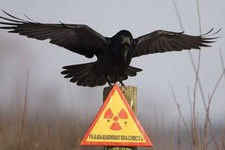 Знак радиационной опасности в Чернобыле.