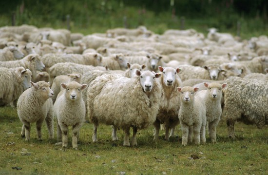 На Ставрополье задержали двух мужчин, укравших более 100 овец