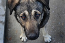 В Кисловодске завершили строительство приюта для бездомных собак
