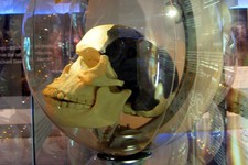 Копия черепа пилтдаунского человека