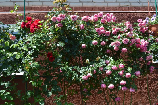 Пер. Парковый, 44 – стена из роз.