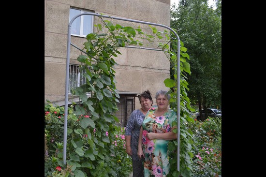 Добровольные садовники Наталья Еремина и Валентина Дьяченко: «Во дворе появилось и вертикальное озеленение».