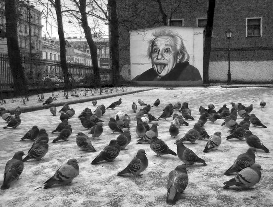 Эйнштейн и голуби. (www.fotokonkurs.ru)