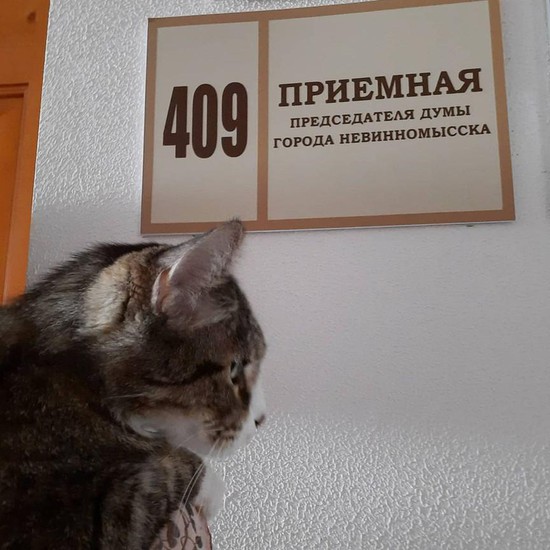 Кот Кипиш, Невинномысск. Фото: Инстаграм.