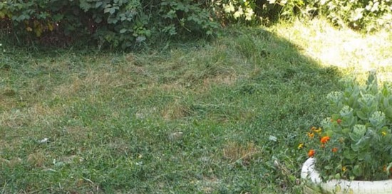 На фото: выполнен покос травы по обращениям с адресов улица Советская, 52, Минеральные Воды и улица Белоугольная, 14а, Ессентуки.