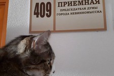 Кот Кипиш, Невинномысск. Фото: Инстаграм.