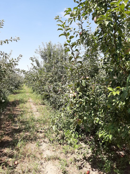 Яблоневые сады Ставрополья. Фото минсельхоз СК.
