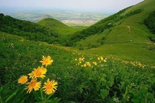 Цветы на горе Бештау, Ставрополье. Фото Александра Плотникова.