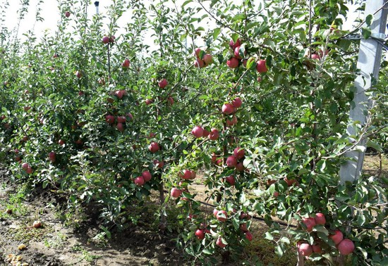 Яблоки. Фото минсельхоз СК
