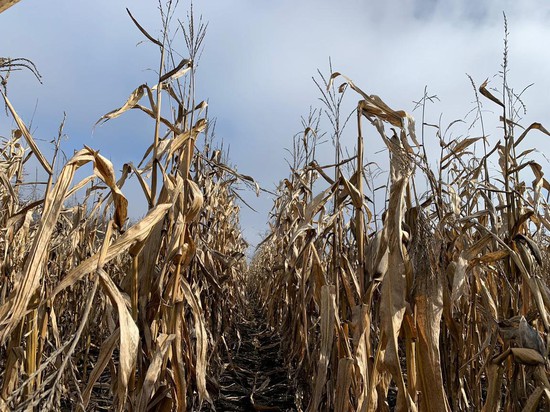 Поле кукурузы. Фото администрации Предгорного округа