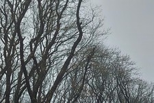 Кроны деревьев. Фото Юлии Семененко