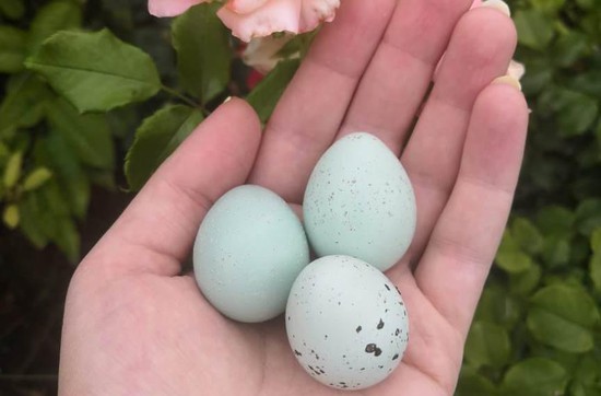 Голубые яйца. Фото минсельхоз СК