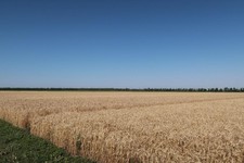 Поле пшеницы. Фото минсельхоз СК