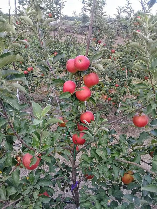 Яблоневый сад. Фото администрации Предгорного округа
