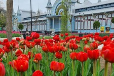 Скоро расцветут тюльпаны. Фото администрации г. Пятигорска