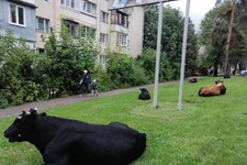 Коровы на улицах. Пресс-служба администрации города-курорта Кисловодска