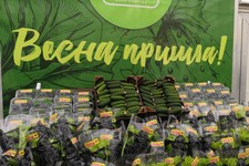 Короткоплодные огурцы. Администрация Предгорного округа Ставропольского края