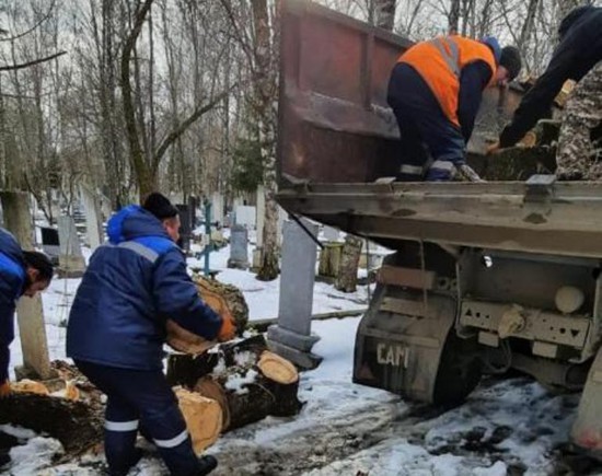 Спил аварийных деревьев. Фото пресс-службы администрации г. Ставрополя