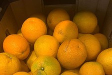Апельсины. Фото из архива редакции
