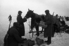 Советские солдаты скармливают лошадям немецкие караульные боты  из прессованной соломы, так называемые эрзац-валенки. Фото Натальи БОДЕ (источник: https.waralbum.ru).