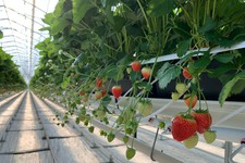 Сладкая тепличная ягода. Администрация Предгорного округа Ставропольского края