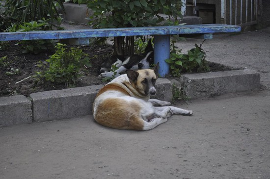 В Ставрополе построят новую площадку для выгула собак