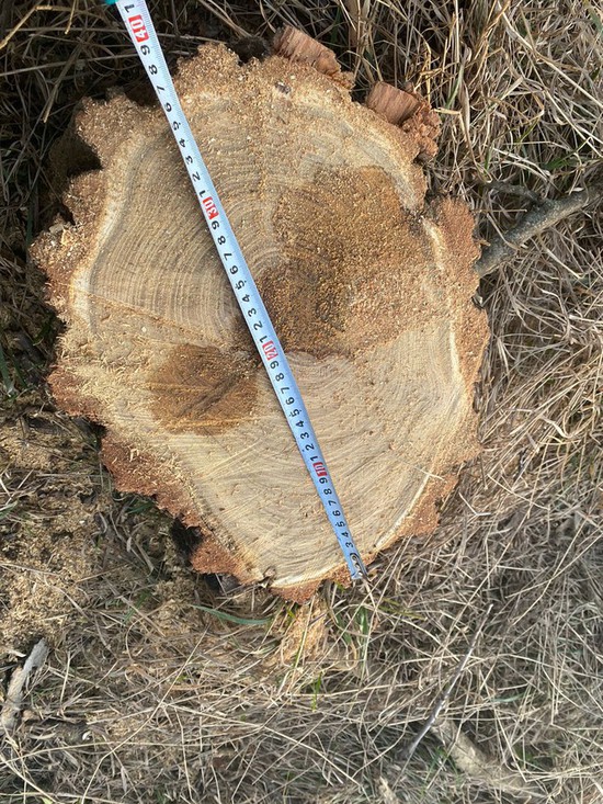 Незаконная вырубка деревьев. Фото ГУ МВД России по СК