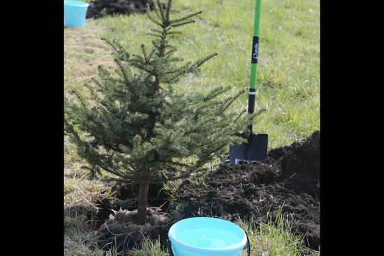 100 тысяч деревьев посадили в рамках акции "Сохраним природу Ставрополья"