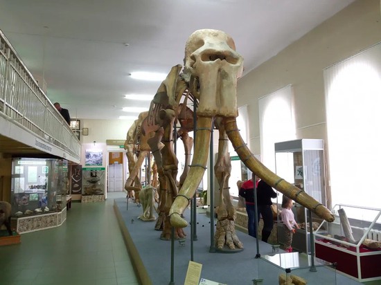 В зале природы Ставропольского государственного музея-заповедника
