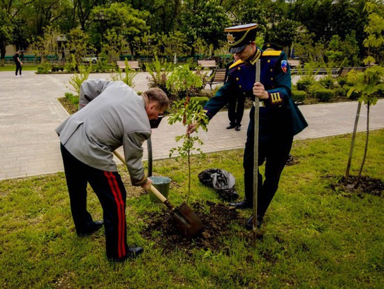 Высадка деревьев на Аллее Славы. Пресс-служба администрации г. Невинномысска