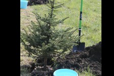 100 тысяч деревьев посадили в рамках акции "Сохраним природу Ставрополья"