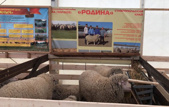 Овцы со Ставрополья. Пресс-служба минсельхоза СК