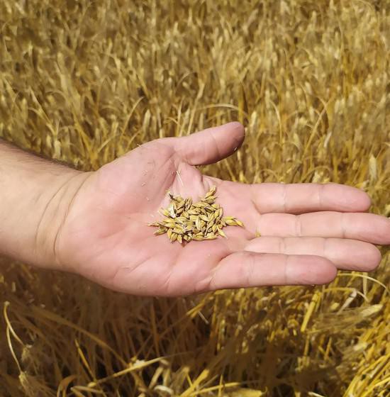 Пшеница. Фото минсельхоз СК