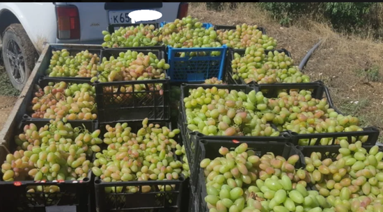 Налоговые вычеты по винограду на Ставрополье изменились