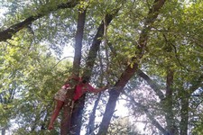 В попытках спасти котенка девочка застряла на дереве