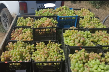 Налоговые вычеты по винограду на Ставрополье изменились
