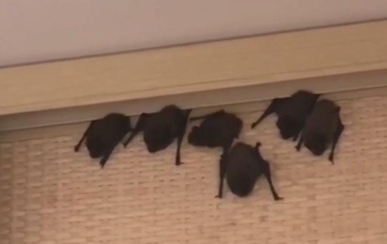 Летучие мыши оккупировали квартиру в Ставрополе