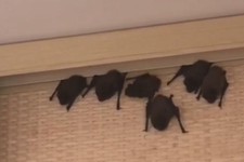 Летучие мыши оккупировали квартиру в Ставрополе