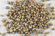 Семена кориандра. Фото: Википедия, Sanjay Acharya