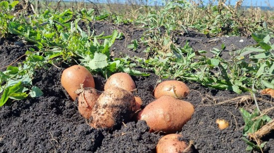 Уборка картофеля. Администрация Предгорного округа Ставропольского края