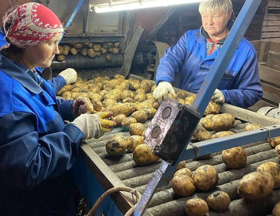 Новоалександровский картофель. Администрация горокруга