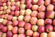 Собран большой урожай яблок. Минсельхоз Ставропольского края