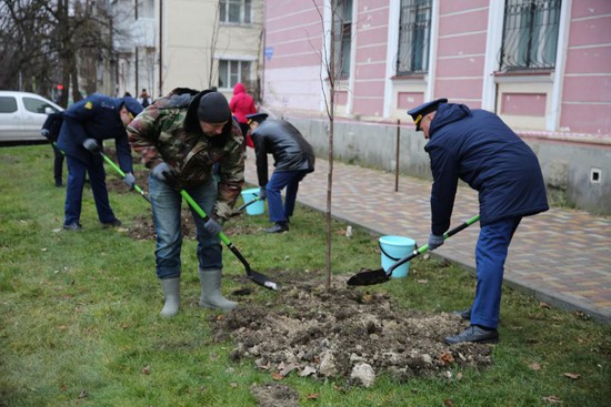 140 новых деревьев высадили в Ставрополе. Фото администрации города