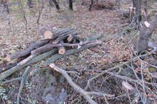 В лесополосе мужчина незаконно рубил деревья. Фото ГУ МВД России по СК
